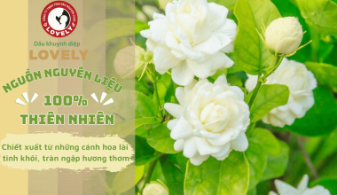 CÁCH DƯỠNG DA TRẮNG SÁNG, MỊN MÀNG VỚI TINH DẦU HOA LÀI